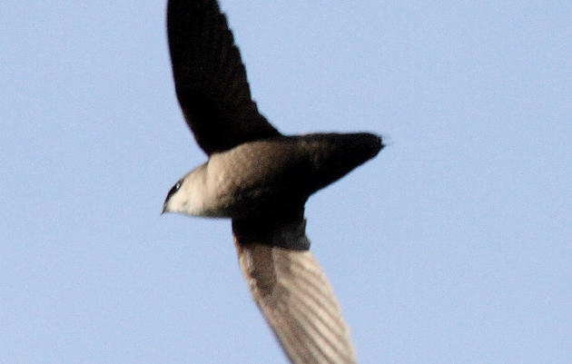 Chimney Swift