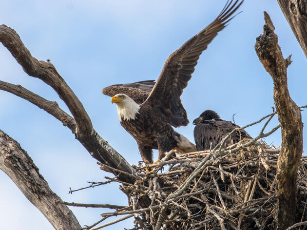 Get to Know our National Bird 